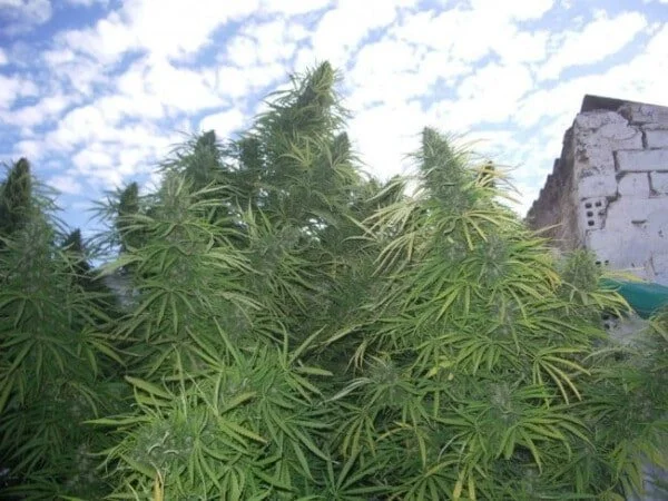 Golden Tiger Feminized - ACE Seeds - Image 9