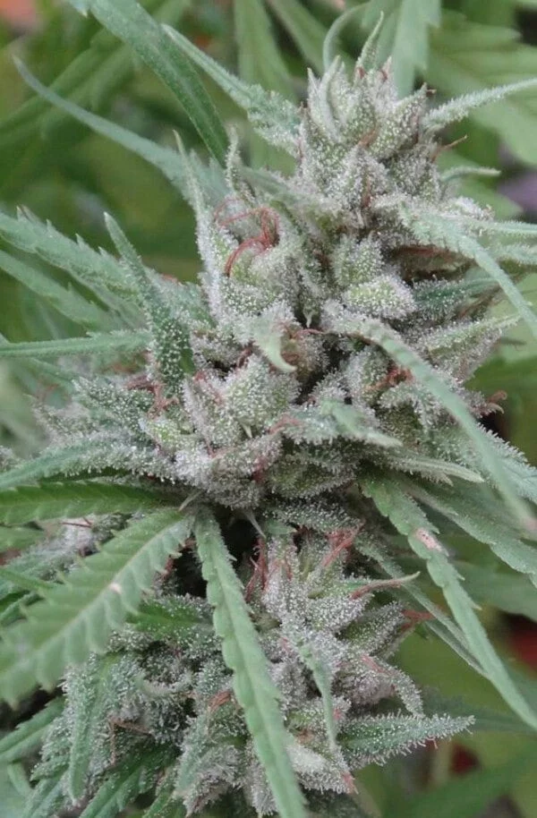 Golden Tiger Feminized - ACE Seeds - Image 10