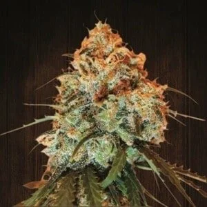 Ace Seeds Golden Tiger Feminized Annibale Seedshop