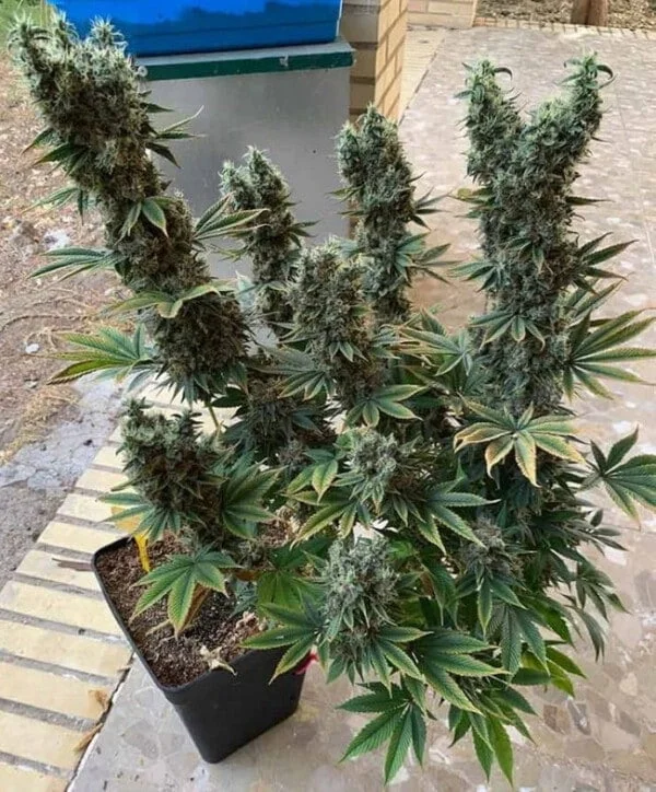 Ace Seeds Golden Tiger Panama Feminized Annibale Seedshop