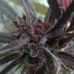 Ace Seeds Haze Kali China Feminized Annibale Seedshop 12