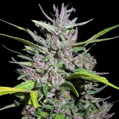 ace-seeds-honduras-panama-feminized-annibale-seedshop-