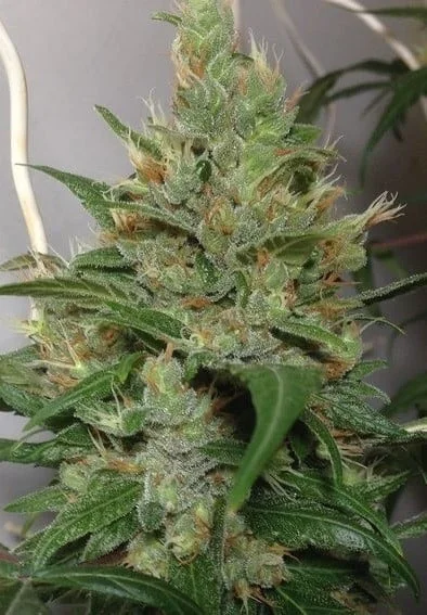 Honduras x Panama Femminizzata - ACE Seeds - immagine 4