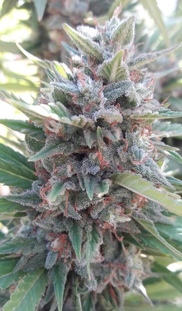 Kali China Feminized - ACE Seeds - Image 5