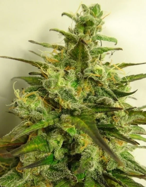 Kali China Feminized - ACE Seeds - Image 7