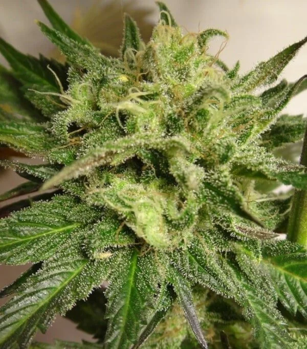 Kali China Feminized - ACE Seeds - Image 8