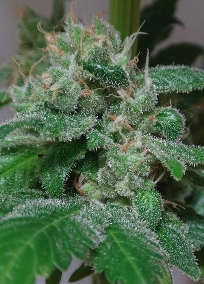 Kali China Feminized - ACE Seeds - Image 9