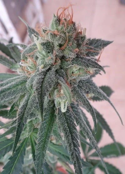 Kali China Feminized - ACE Seeds - Image 10