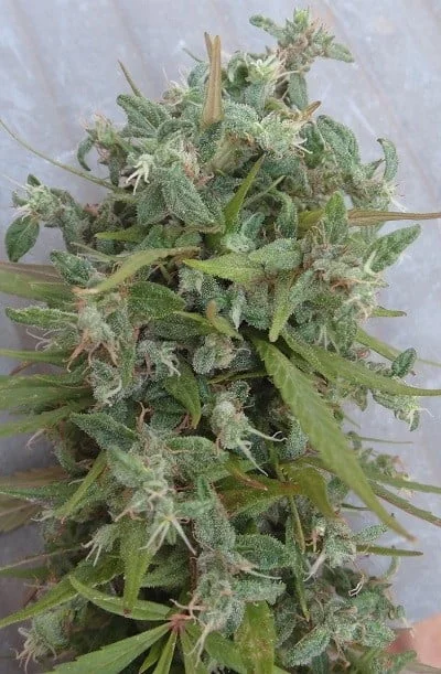 Lebanese Regular - ACE Seeds - Image 9