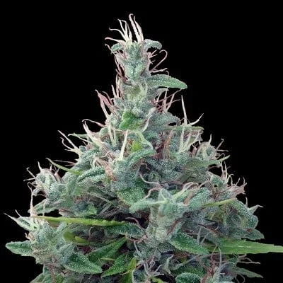 Lebanese Regular - ACE Seeds - Image 3