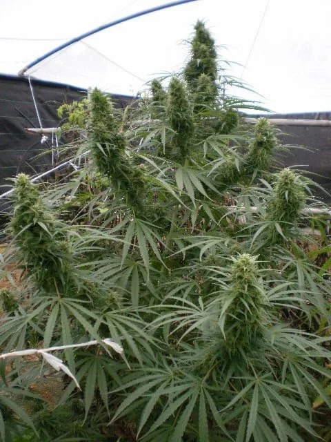 Malawi Femminizzata - ACE Seeds - immagine 3