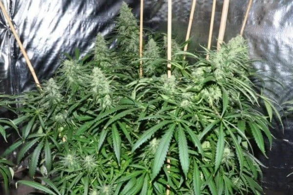 Malawi Femminizzata - ACE Seeds - immagine 4