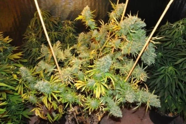 Malawi Femminizzata - ACE Seeds - immagine 5