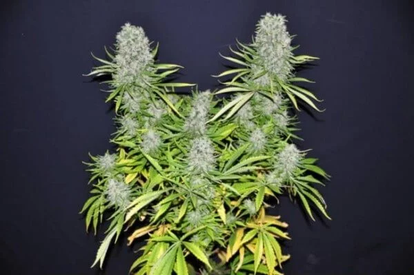 Malawi Femminizzata - ACE Seeds - immagine 6