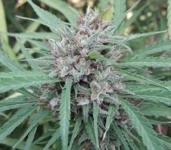 Malawi Femminizzata - ACE Seeds - immagine 7