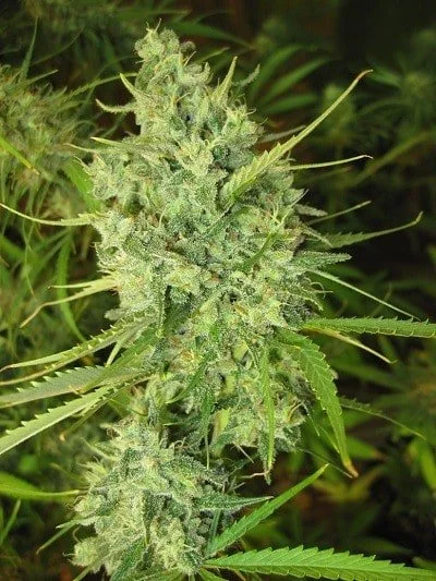 Malawi Femminizzata - ACE Seeds - immagine 8