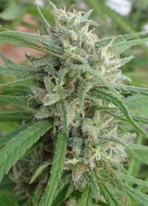 Malawi Femminizzata - ACE Seeds - immagine 9