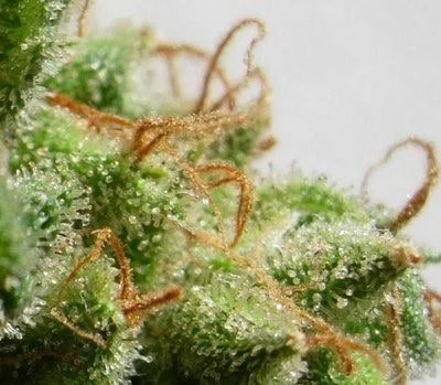 Malawi Femminizzata - ACE Seeds - immagine 10