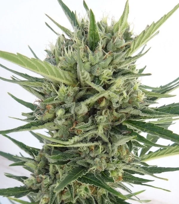 Ace Seeds Malawi Nl Auto Feminized Annibale Seedshop 2
