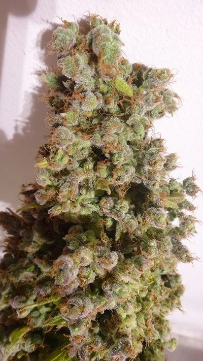 Malawi x NL Auto Femminizzata - ACE Seeds - immagine 3
