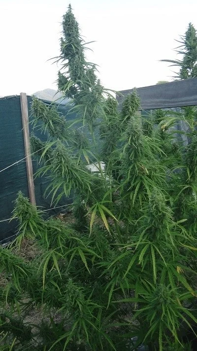 Malawi x NL Auto Femminizzata - ACE Seeds - immagine 5
