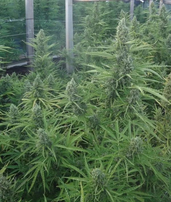 Malawi x NL Auto Femminizzata - ACE Seeds - immagine 6