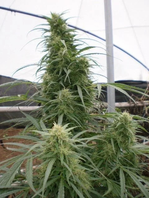 Malawi Regular - ACE Seeds - Image 3