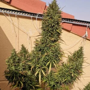 Ace Seeds Moroccan Beldia Feminized Annibale Seedshop 3