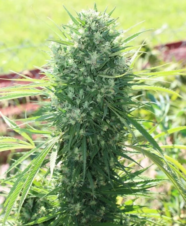 Moroccan Beldia Regular - ACE Seeds - Image 3