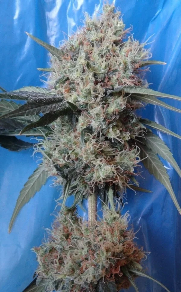 Ace Seeds Nepal Jam Kali China Feminized Annibale Seedshop