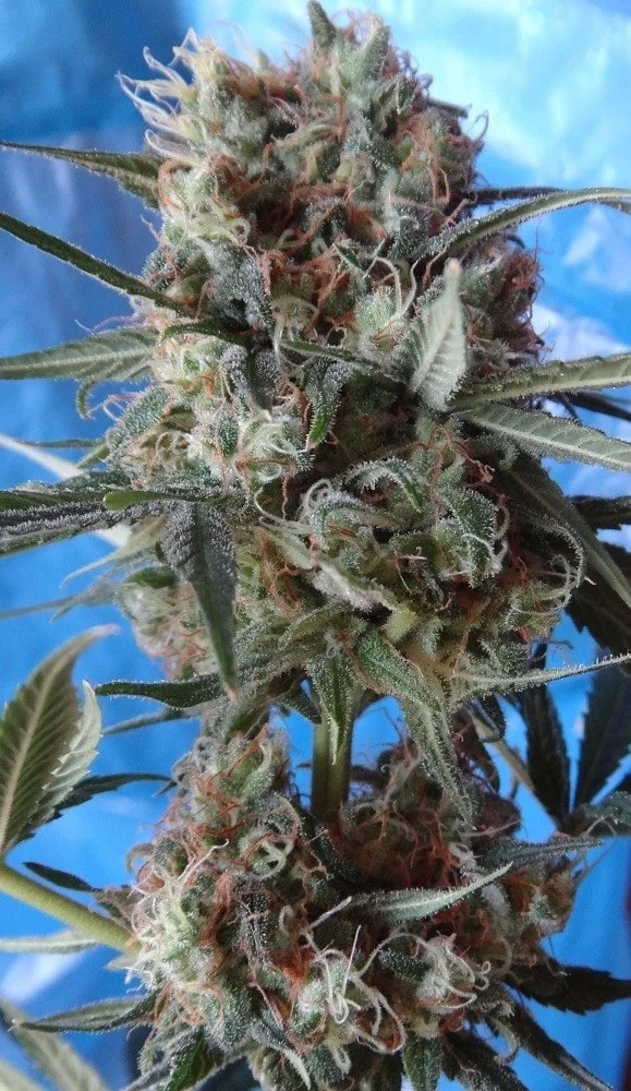 Nepal Jam x Kali China Femminizzata - ACE Seeds - immagine 3
