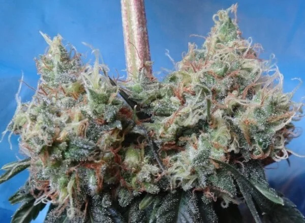 Nepal Jam x Kali China Femminizzata - ACE Seeds - immagine 4
