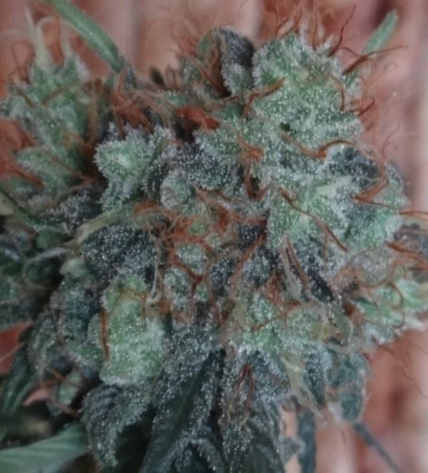 Nepal Jam x Kali China Femminizzata - ACE Seeds - immagine 5