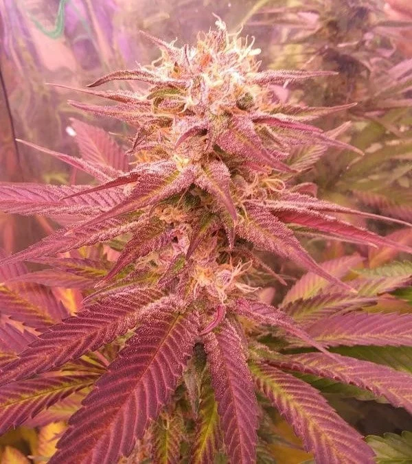 Ace Seeds Nepal Jam Kali China Feminized Annibale Seedshop