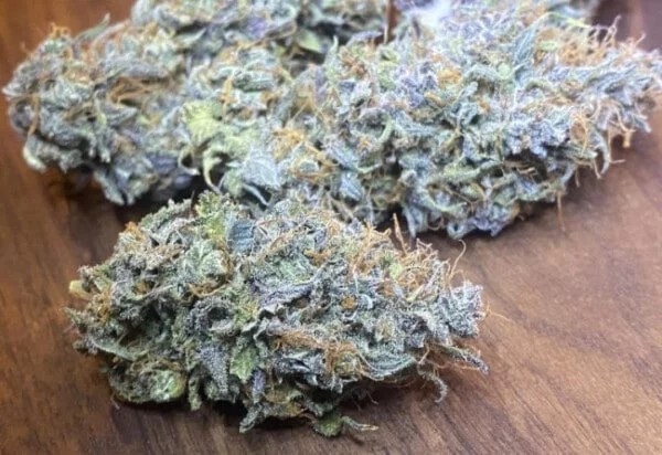 Nepal Jam x Kali China Femminizzata - ACE Seeds - immagine 7