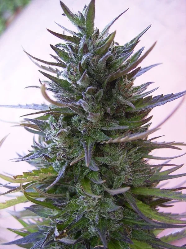 Nepal Mist Regular - ACE Seeds - Image 3