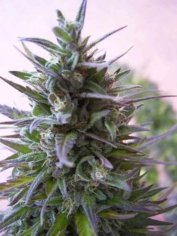 Nepal Mist Regular - ACE Seeds - Image 4