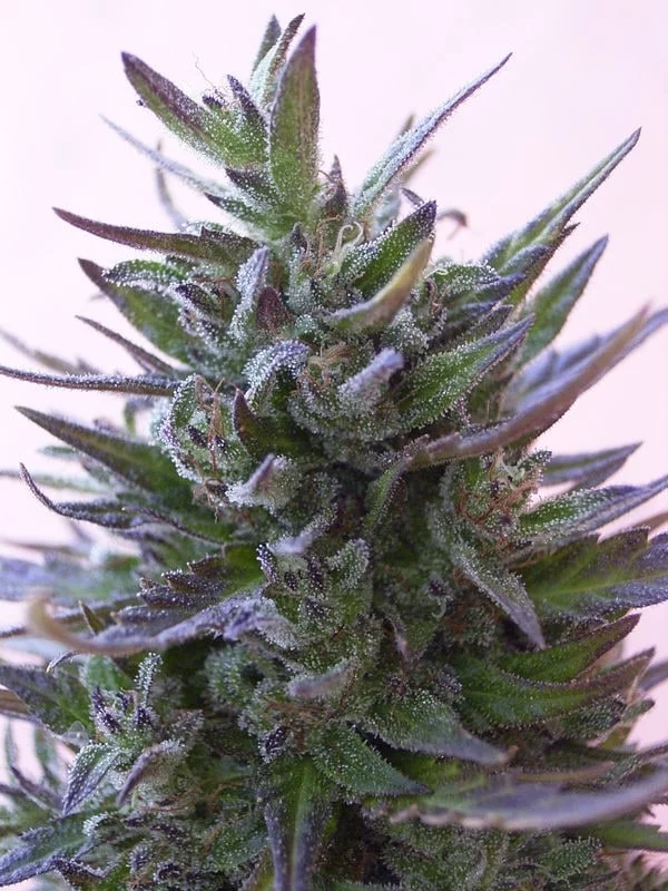 Nepal Mist Regular - ACE Seeds - Image 5