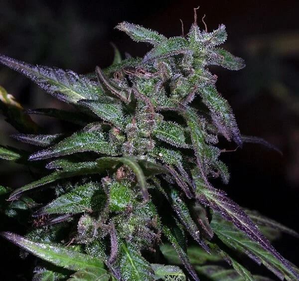 Nepal Mist Regular - ACE Seeds - Image 6