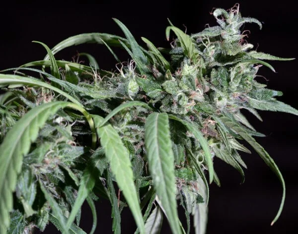 Nepal Mist Regular - ACE Seeds - Image 10