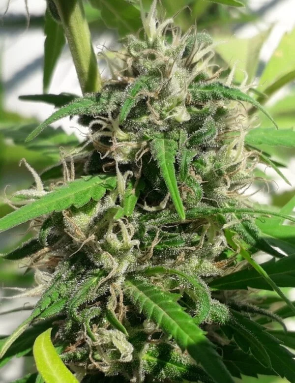 New Caledonia Regular - ACE Seeds - Image 3