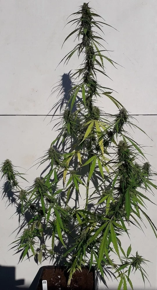 New Caledonia Regular - ACE Seeds - Image 7