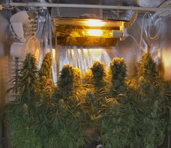 Orient Express Femminizzata - ACE Seeds - immagine 2