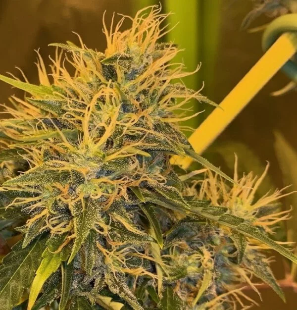 Orient Express Femminizzata - ACE Seeds - immagine 11