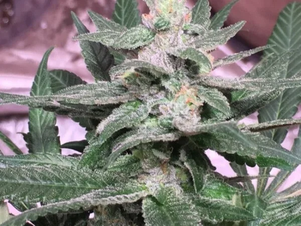 Orient Express Femminizzata - ACE Seeds - immagine 12