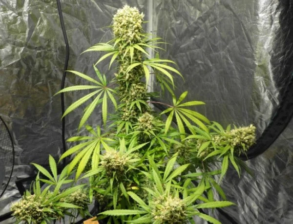 Orient Express Femminizzata - ACE Seeds - immagine 3
