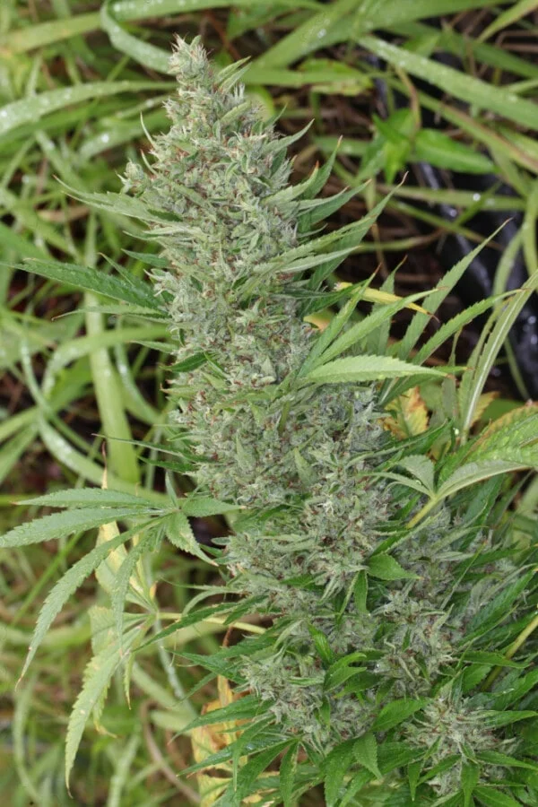 Orient Express Femminizzata - ACE Seeds - immagine 4
