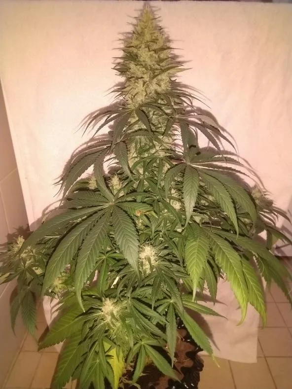 Orient Express Femminizzata - ACE Seeds - immagine 5