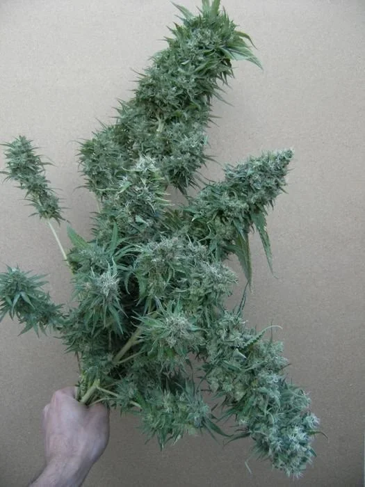 Orient Express Femminizzata - ACE Seeds - immagine 6