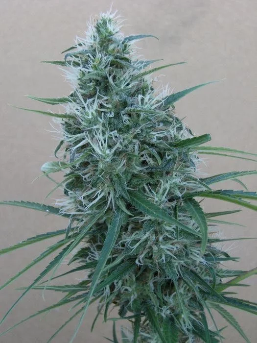 Orient Express Femminizzata - ACE Seeds - immagine 7